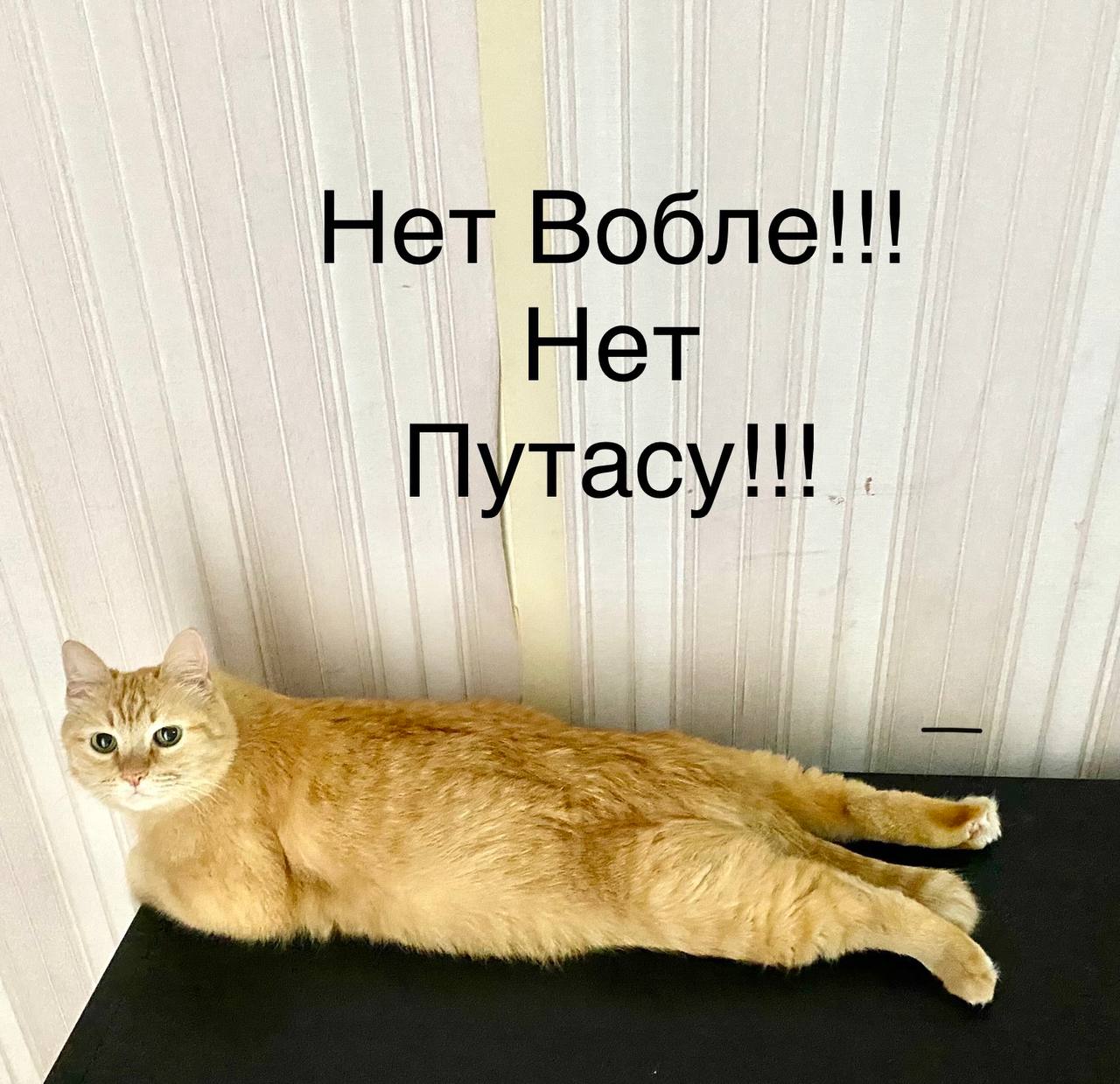В сети запустили «котопикет»